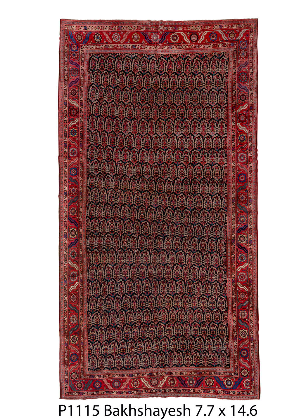 P01115 Rug